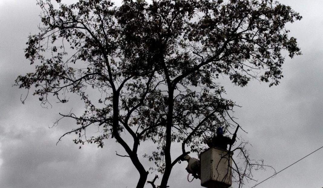 ¡Caos en las calles de La Reina: Un árbol caído paraliza el tránsito!