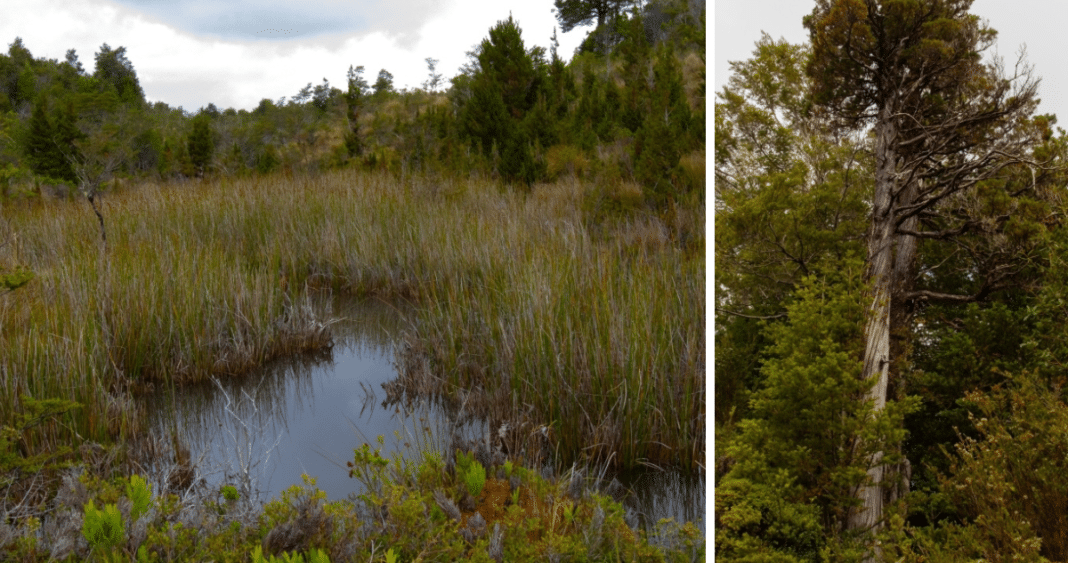 ¡Descubre la Devastación Oculta: Conaf Exige Multa Millonaria por Tala Ilegal y Daños a Turberas en Proyecto Energético de Chiloé!