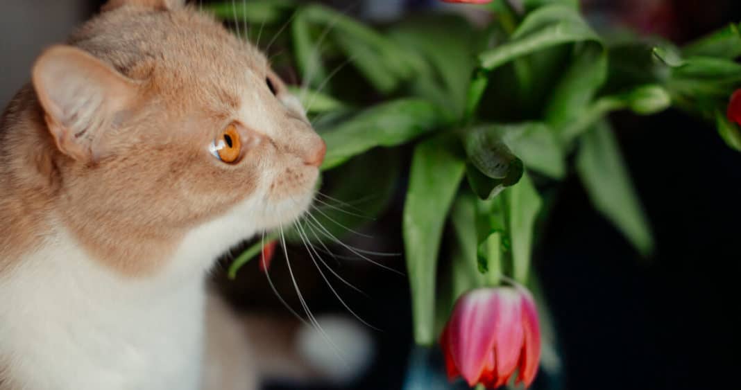 ¡Descubre las 12 Plantas Mortales Que Pueden Poner en Peligro a Tus Mascotas!