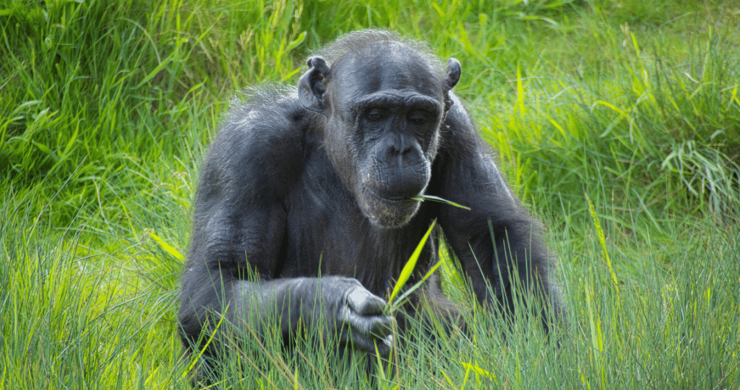 Descubre cómo los Chimpancés se Automedican con Plantas Milagrosas