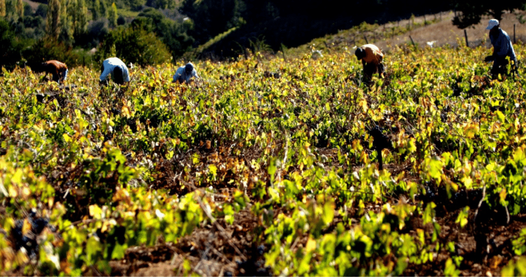 Devastación en La Araucanía: 800 agricultores luchan por sobrevivir tras el paso del sistema frontal