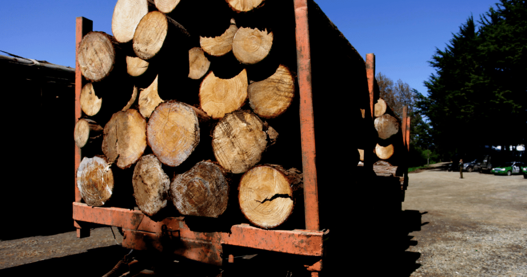 Empresarios Forestales de La Araucanía Buscan Garantizar la Seguridad de sus Trabajadores