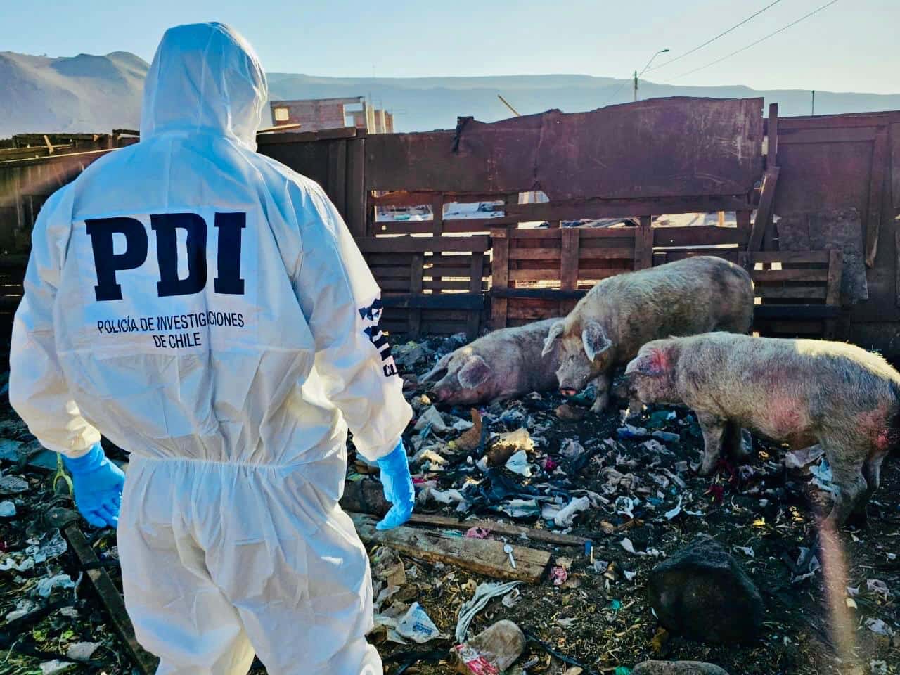 Rescate Animal en Arica: Detienen a Sujeto por Maltrato Extremo