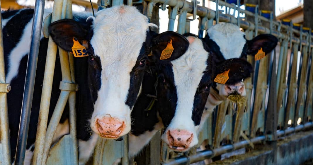 ¡Abre las Puertas al Éxito Lácteo! Bolivia Recibe Luz Verde para Exportar Leche a Chile