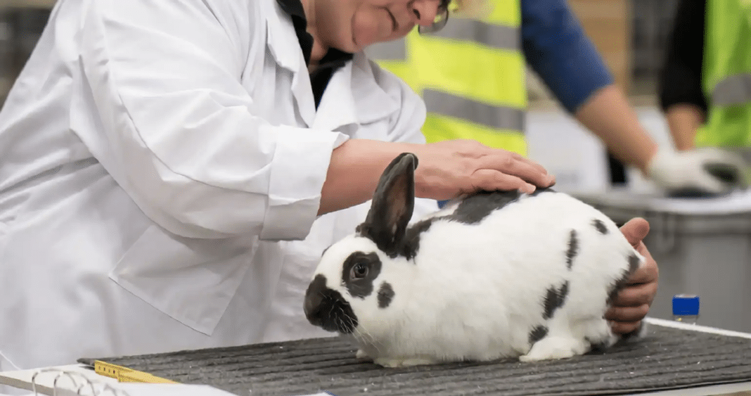 ¿Cuántas Terapias Probadas en Animales Llegan Realmente a Pacientes Humanos? Descubre la Sorprendente Verdad