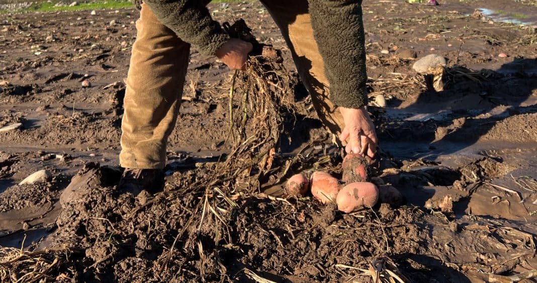 Agricultores de La Araucanía Claman por Ayuda Urgente: Gobernador Exige Acción Inmediata del Gobierno