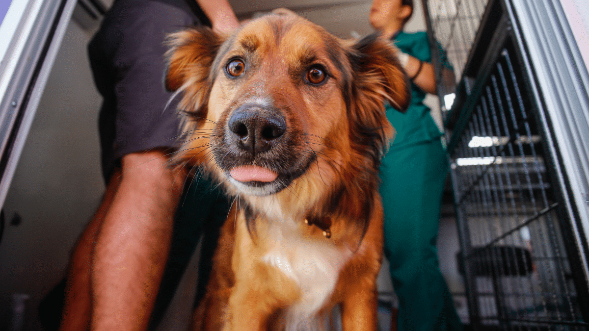 Celebra el Día Mundial del Perro: Descubre los Secretos de una Tenencia Responsable de Mascotas