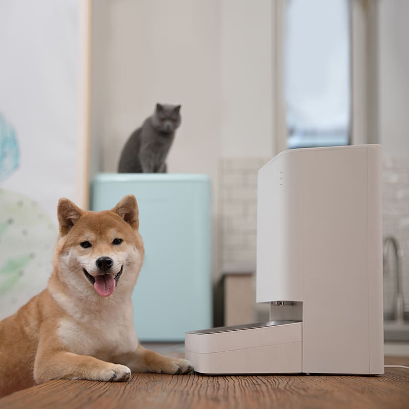 Descubre cómo la Tecnología de Xiaomi Revoluciona el Cuidado de Tus Mascotas en el Día Mundial del Perro