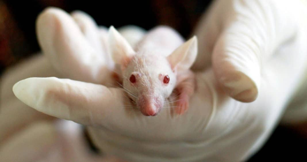 Descubre cómo los científicos coreanos lograron controlar la mente de los ratones con campos magnéticos