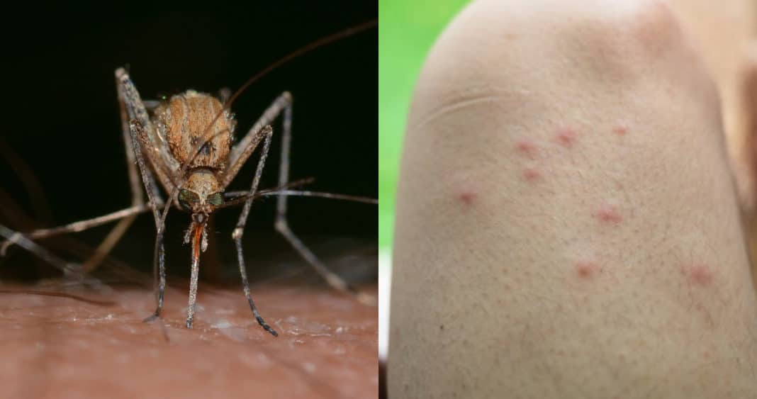 Descubre el Secreto Detrás de la Sed de Sangre de los Mosquitos: Un Fascinante Hallazgo Científico