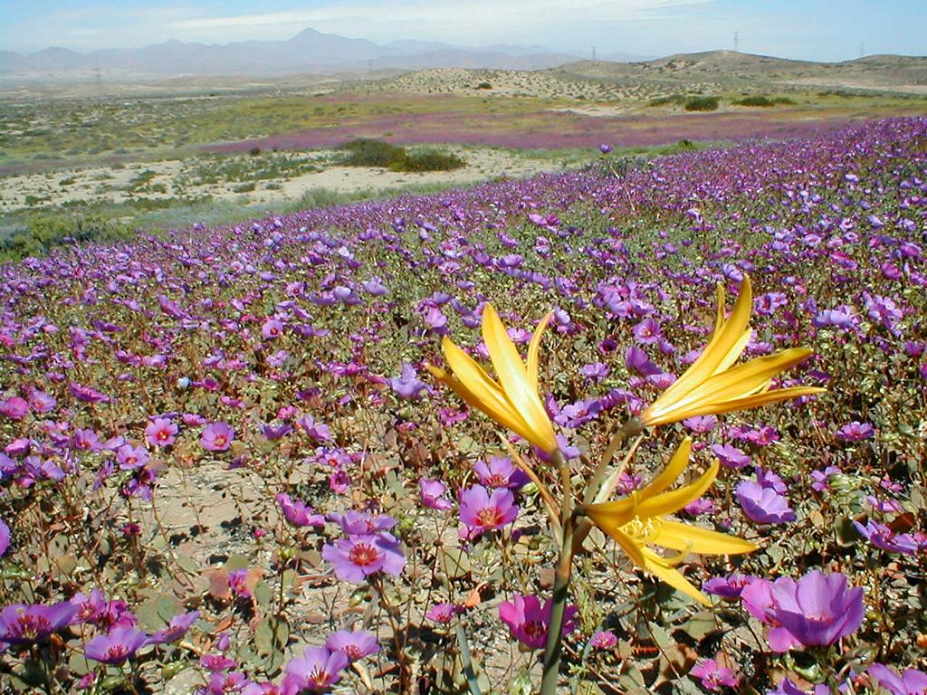¡Descubre el Mágico Desierto Florido de Chile: Un Espectáculo Natural Único en el Mundo!