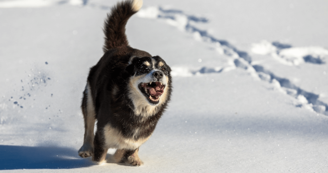 ¡Descubre los Secretos para Llevar a tu Perro a la Nieve sin Riesgos!