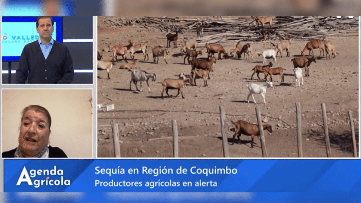 ¡Coquimbo Revive! La Presidenta de la Sociedad Agrícola del Norte Comparte el Prometedor Panorama Tras las Lluvias