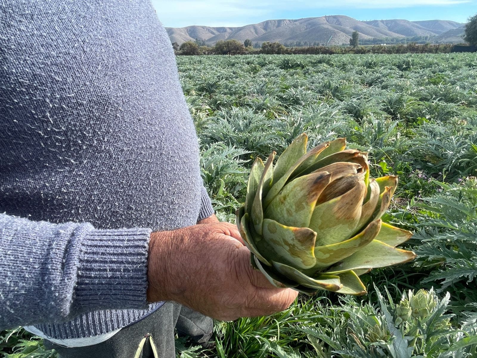 ¡Protege tu inversión agrícola con los seguros subvencionados del Estado! Descubre cómo denunciar siniestros y recibir tu indemnización