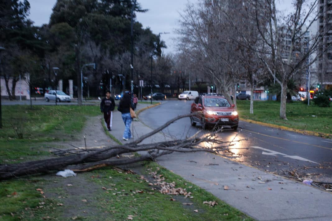 Caos en las calles de Santiago: Árboles caídos y semáforos apagados paralizan el tránsito