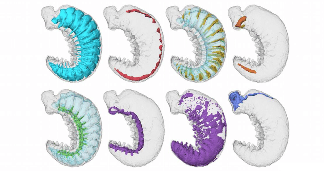 Descubren Fósil de 520 Millones de Años con Cerebro y Vísceras Casi Intactos: Un Tesoro Evolutivo