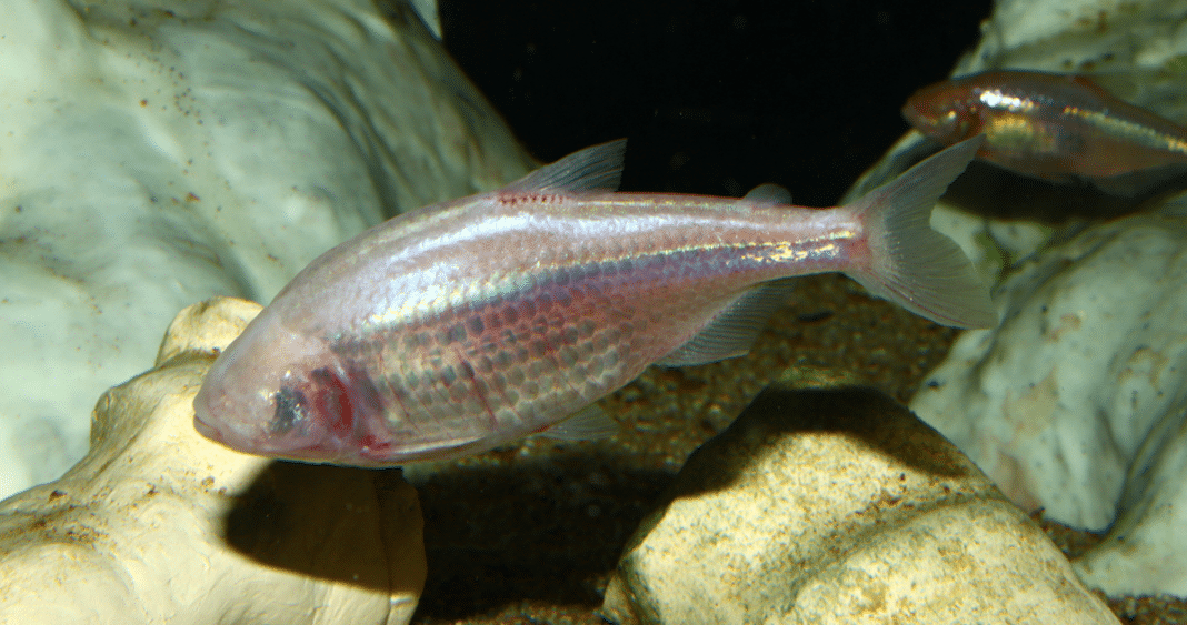 Descubriendo el Secreto Gustativo de los Peces Ciegos: Una Adaptación Fascinante