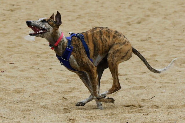 ¡Adiós a las Carreras de Perros! Congreso Rechaza Proyecto que Buscaba Prohibirlas