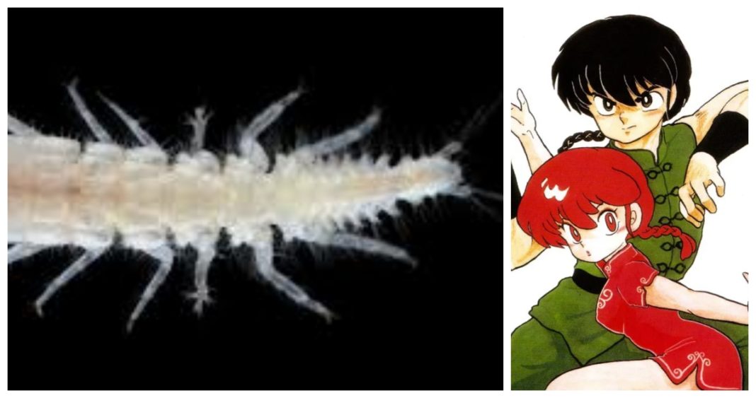 ¡Descubre a Ranma, el Crustáceo Hermafrodita que Desafía los Límites de la Naturaleza!