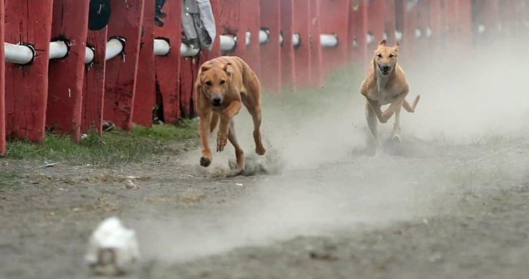 ¡Indignante! Cámara rechaza proyecto que buscaba prohibir y sancionar la cruel organización de carreras de perros