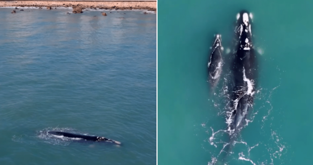 ¡Testigos de un Milagro Marino: Avistamiento de Ballena Franca Austral y su Cría en Concón!