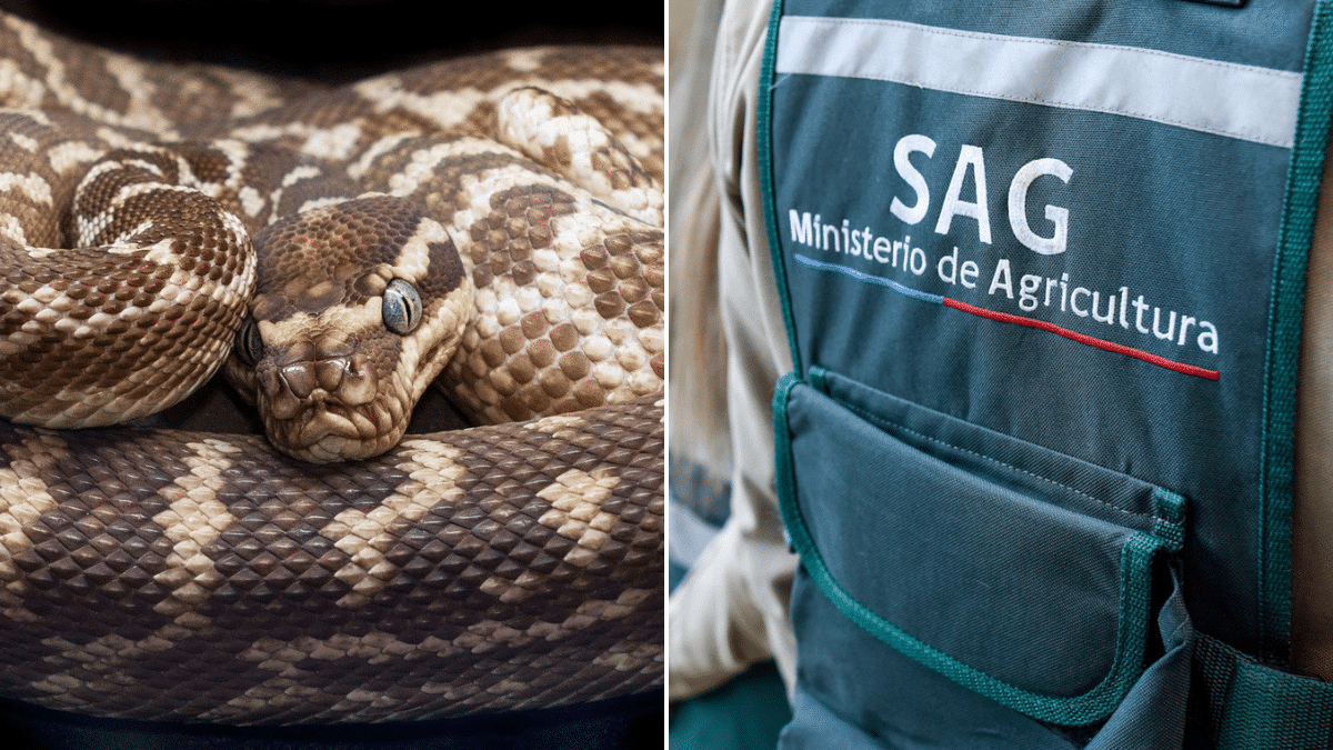 ¡Alerta en Valparaíso! Pitón Gigante Escapa de Departamento y Pone a la Ciudad en Vilo