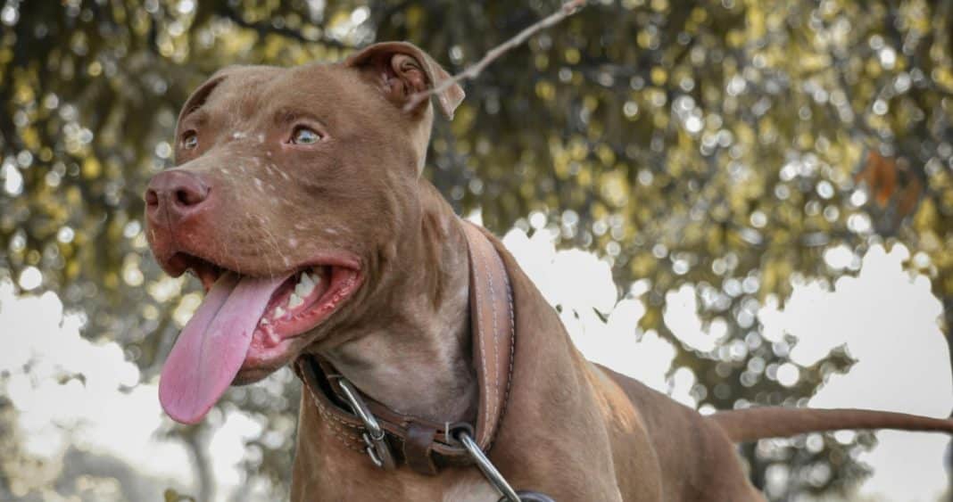 Bebé Mordido por Pitbull: Una Lucha por la Recuperación