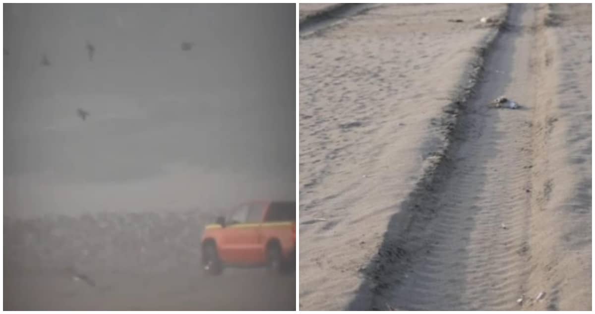 Conductor Imprudente Atropella Intencionalmente a Aves en Playa Ritoque: Un Acto Repudiable que Pone en Riesgo el Ecosistema