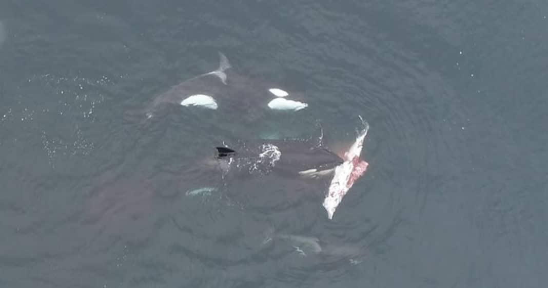 Descubre el Fascinante Mundo de las Orcas: Cómo Devoran a los Delfines Oscuros en Chile