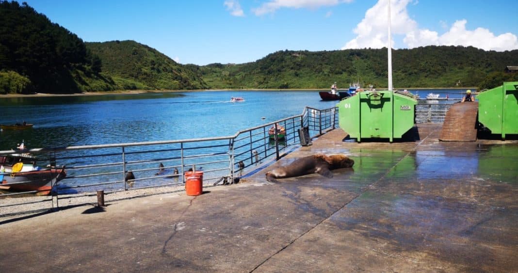 Descubren Cuerpo Flotando en el Canal de Angelmó: Un Misterio Que Sacude a Puerto Montt