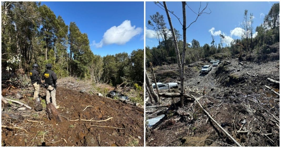 Devastación Forestal: Cómo un Hombre Saqueó Ilegalmente el Bosque Nativo de Puerto Montt