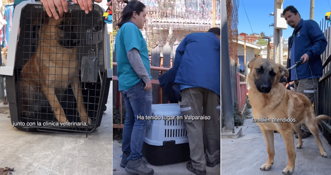 Valparaíso en Shock: Hombre Acusado de Abusar Sexualmente de Perros Enfrenta Denuncia Penal