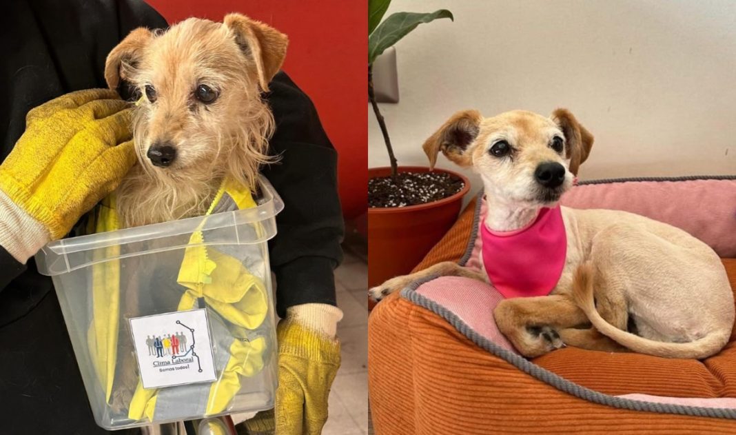 ¡Adopta a Sakura, la perrita más adorable del Metro de Santiago!