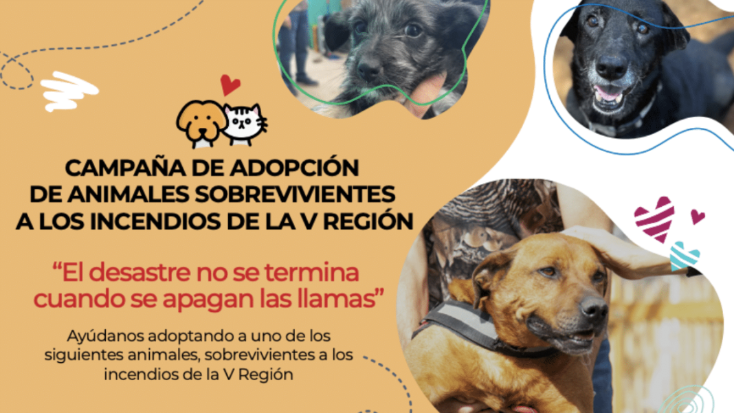 ¡Adopta un Héroe Peludo! Campaña de Colmevet Rescata a Animales Afectados por Mega Incendio en Valparaíso