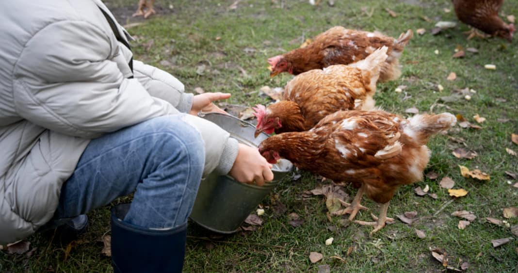 ¡Alerta Sanitaria! Descubren el Primer Caso Humano de Gripe Aviar sin Contagio Animal en EE.UU.