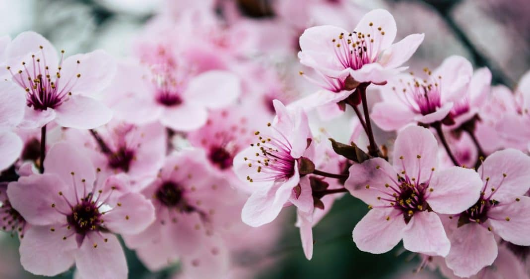 ¡Bienvenida la Primavera! Descubre el Momento Exacto del Equinoccio y lo que te Espera esta Temporada