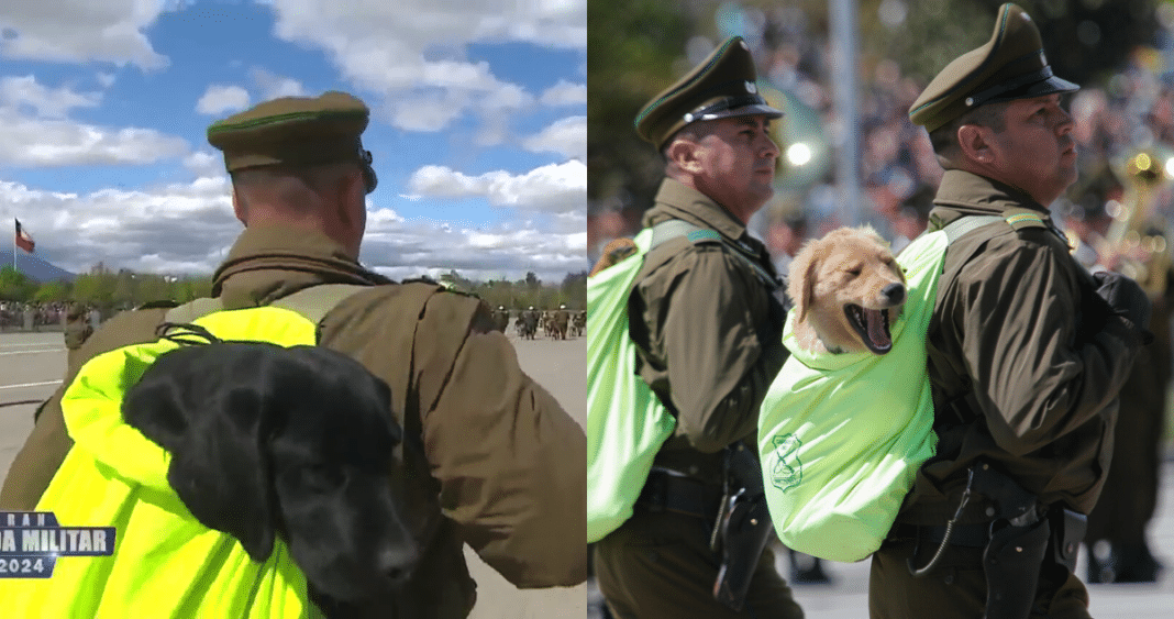 ¡Cachorros de Carabineros Roban el Corazón en la Parada Militar 2024!