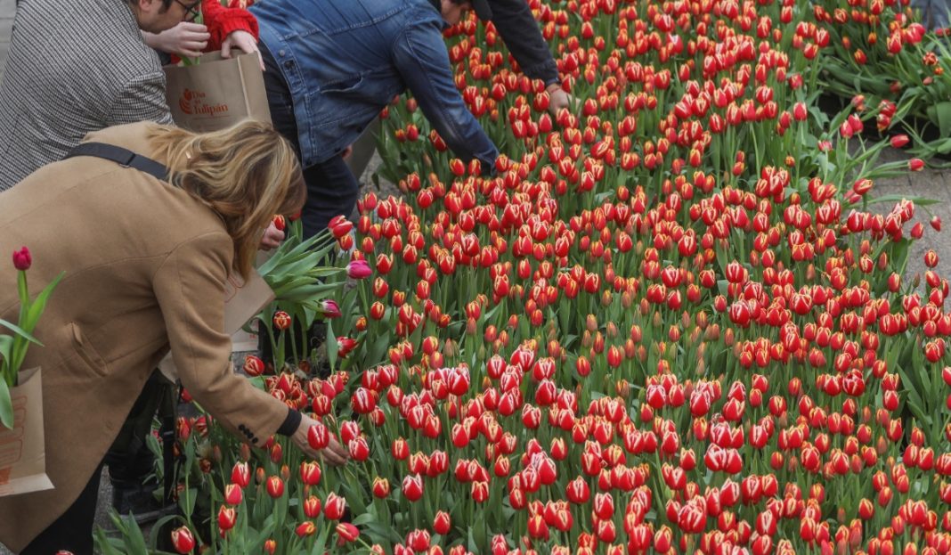 ¡Celebra la Primavera con Tulipanes Gratis! Descubre Dónde Conseguirlos Este Jueves