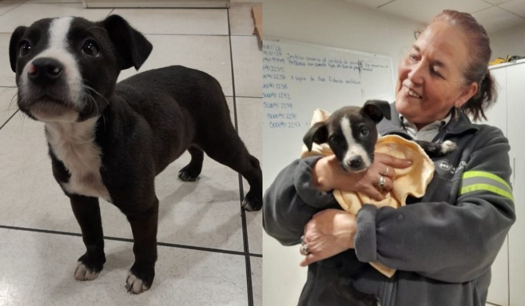 ¡Feliz Encuentro! Cachorro Abandonado en Estación de Metro Encuentra Hogar Lleno de Amor