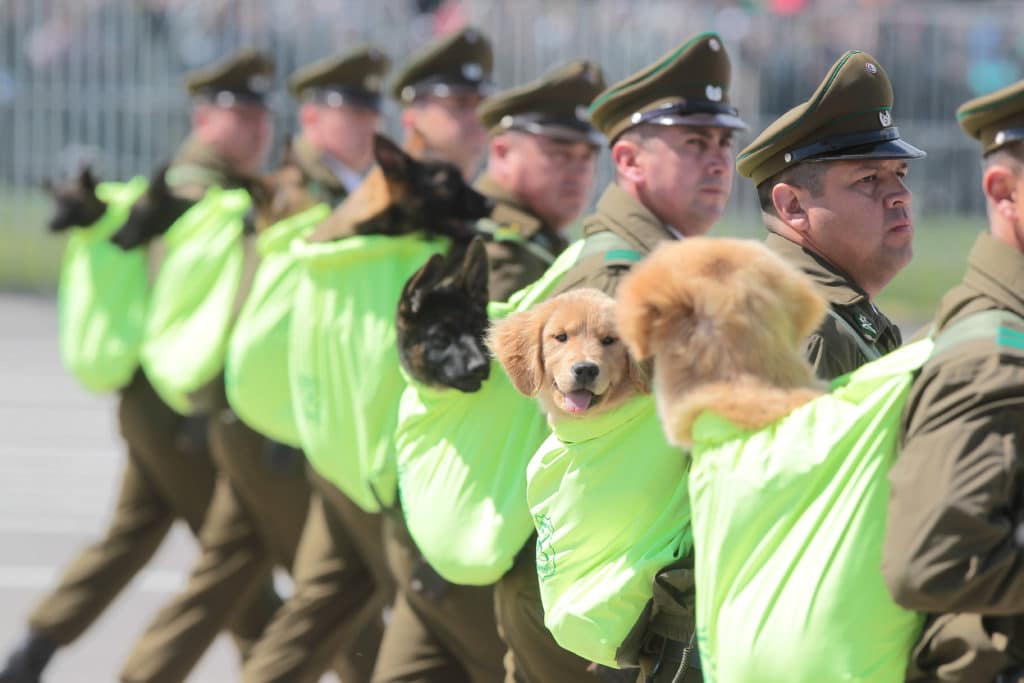 ¡Impresionante Desfile Canino en la Parada Militar 2024!