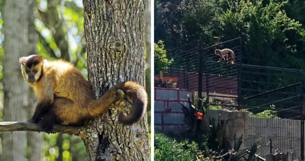 ¡Mono Cai Fugitivo Causa Revuelo en Quilpué! ¿Podrán Atraparlo a Tiempo?