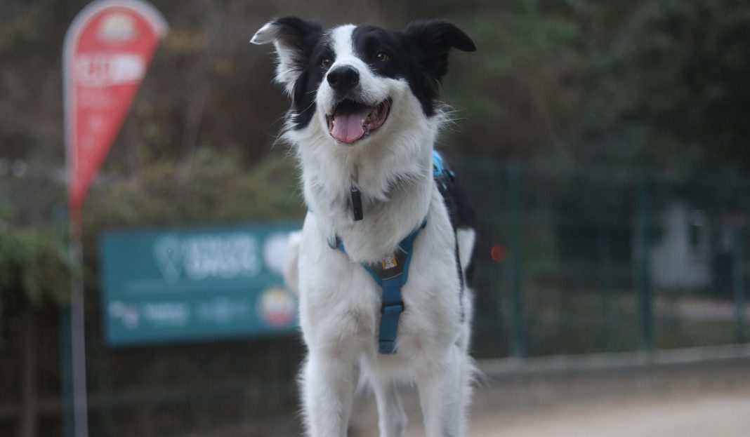 ¡Protege a Tus Mascotas Durante las Fiestas Patrias! Sigue Estos Consejos Clave de la IA