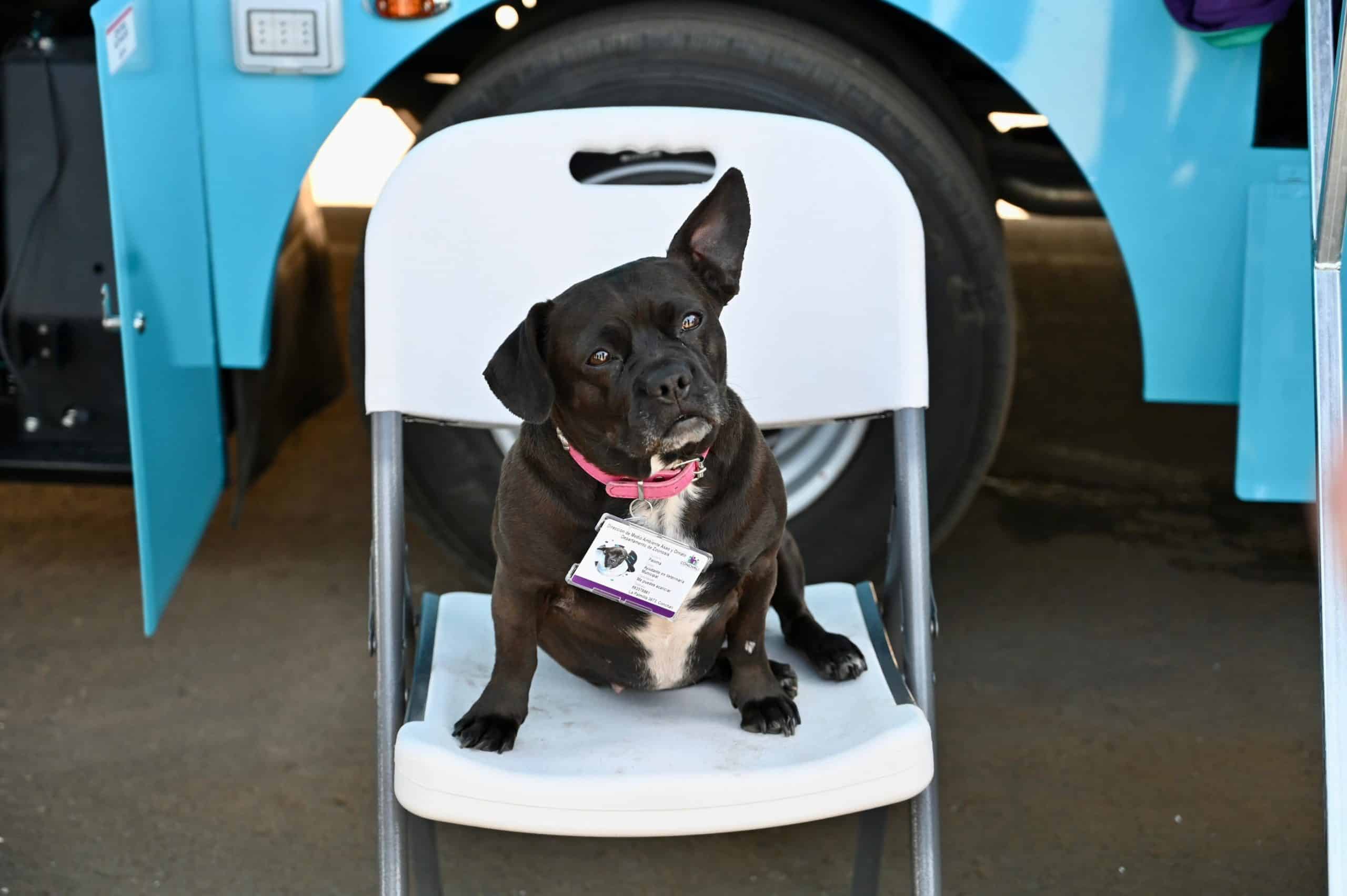 ¡Clínicas Veterinarias Móviles Llegan a 10 Comunas de la Región Metropolitana! ¡Un Paso Gigante para el Bienestar Animal!