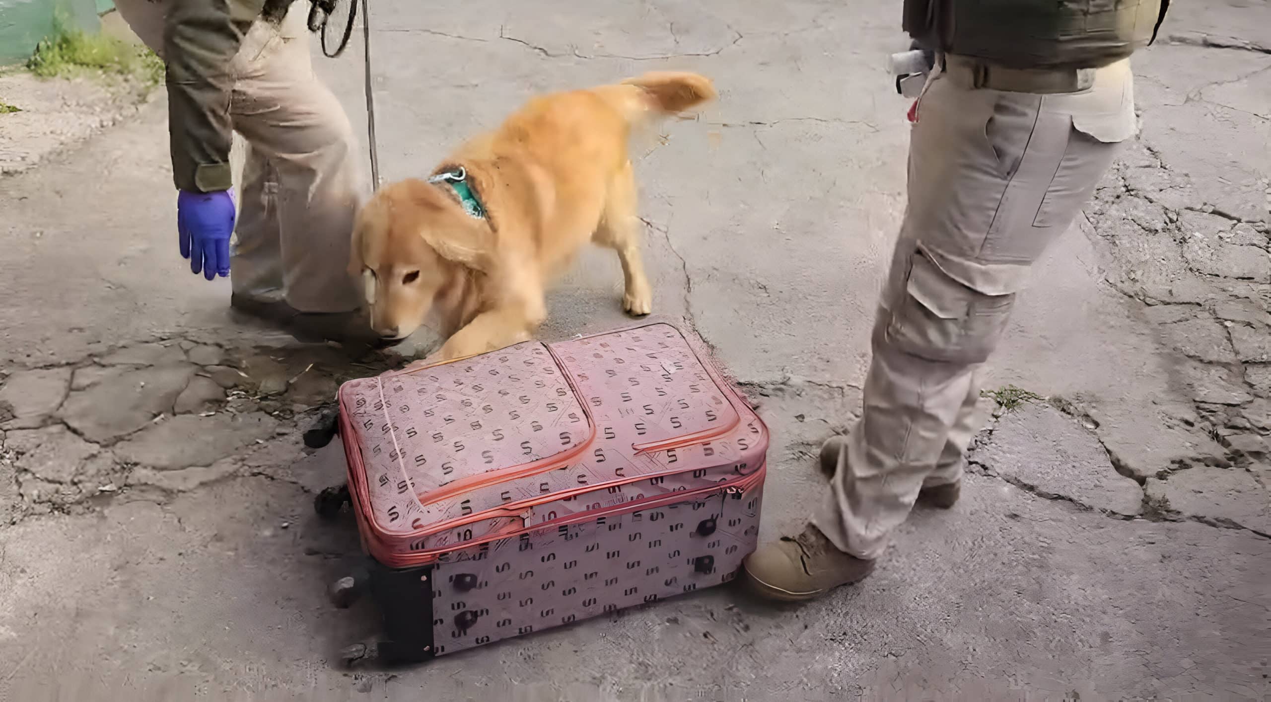 ¡Flipper, el Perro Antidrogas Estrella, Descubre Más de 10 Kilos de Droga en el Terminal San Borja!