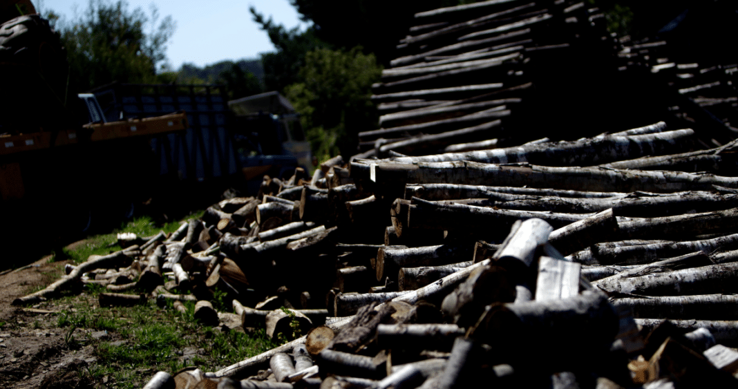 Detenidos por Robo Masivo de Madera: Una Alarmante Trama de Devastación Forestal