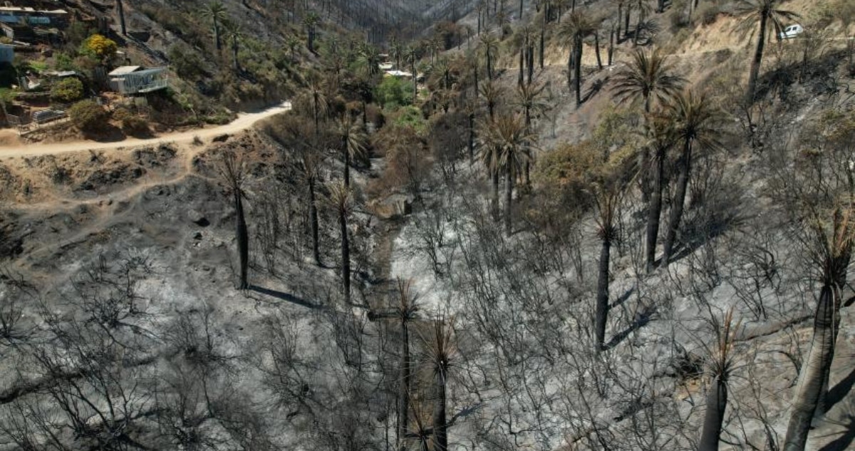 Empresas Buscan Desafectar Área Devastada del Santuario Palmar El Salto en Viña del Mar