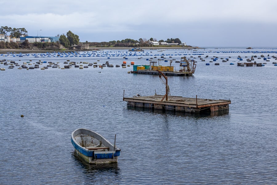 ¡Alerta Exportadores! Huelga en Puertos de EE.UU. Amenaza Envíos de Frutas Chilenas