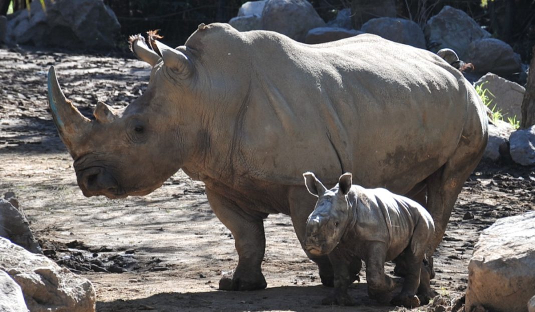 ¡Celebremos la Vida de Todas las Especies en el Día Mundial de los Animales!