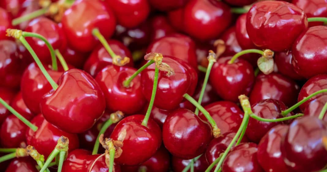 Alerta de Fedefruta: Caída de Cerezas Amenaza Exportaciones