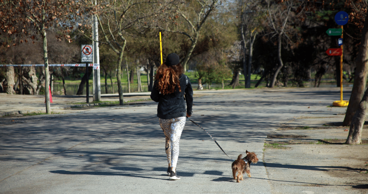 Clínica Veterinaria Condenada a Pagar Millonaria Indemnización por Negligencia en Atención de Mascota